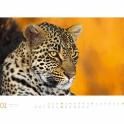 Clearance AFRIKA GALLERY 2026 - Kalender Kalender