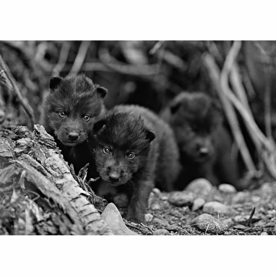 New DAS GEHEIME WISSEN DER WÖLFE - Sachbuch Tiere, Pflanzen Und Garten