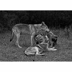 New DAS GEHEIME WISSEN DER WÖLFE - Sachbuch Tiere, Pflanzen Und Garten