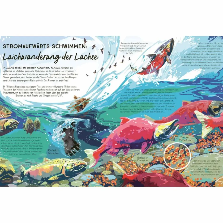 Clearance FLÜSSE - Kinderbuch Kinder Naturratgeber Und Sachbücher|Kinderbücher Und Jugendbücher