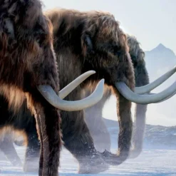 New LEBEN AUF UNSEREM PLANETEN - Bildband Bildbände