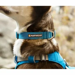 Outlet HI & LIGHT COLLAR - Hundezubehör Hundezubehör