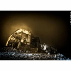 Hot WILDLIFE FOTOGRAFIEN DES JAHRES - PORTFOLIO 35 - Bildband Bildbände